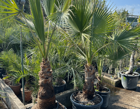 IMG_2922_batcheditor_fotor