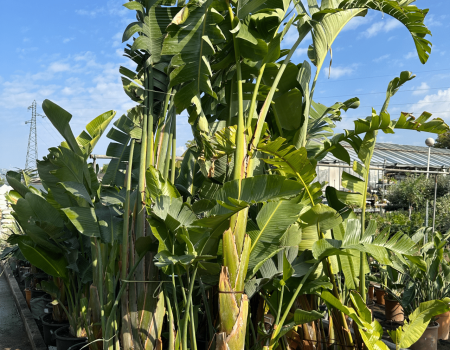 IMG_2930_batcheditor_fotor